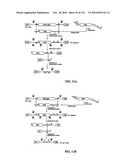 Bacterial Artificial Chromosome Containing Feline Herpes Virus Type 1 Genome and Uses Thereof diagram and image