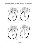 NOVEL VACCINES AGAINST MULTIPLE SUBTYPES OF DENGUE VIRUS diagram and image