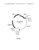 NOVEL VACCINES AGAINST MULTIPLE SUBTYPES OF DENGUE VIRUS diagram and image