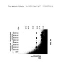 NOVEL VACCINES AGAINST MULTIPLE SUBTYPES OF DENGUE VIRUS diagram and image