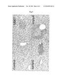 Shigella mutants in the functions pertaining to the processes of maturing and recycling peptidoglycans and their uses as immunogens diagram and image