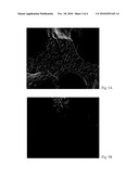 PERSONAL CARE COMPOSITION IN THE FORM OF AN ARTICLE HAVING A HYDROPHOBIC SURFACE-RESIDENT COATING diagram and image