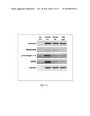 Periostin Inhibitory Compositions for Myocardial Regeneration, Methods of Delivery, and Methods of Using Same diagram and image