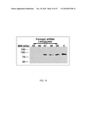 Periostin Inhibitory Compositions for Myocardial Regeneration, Methods of Delivery, and Methods of Using Same diagram and image