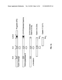 Immunogenic compositions comprising progastrin and uses thereof diagram and image