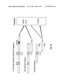 Immunogenic compositions comprising progastrin and uses thereof diagram and image