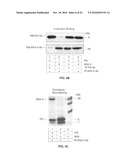 Immunogenic compositions comprising progastrin and uses thereof diagram and image