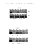 ANTIOXIDANT NANOSPHERE COMPRISING [1,2]-DITHIOLANE MOIETIES diagram and image