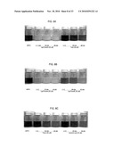 ANTIOXIDANT NANOSPHERE COMPRISING [1,2]-DITHIOLANE MOIETIES diagram and image