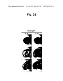 SCAVENGER OF IN VIVO HARMFUL REACTIVE OXYGEN SPECIES AND/OR FREE RADICALS diagram and image