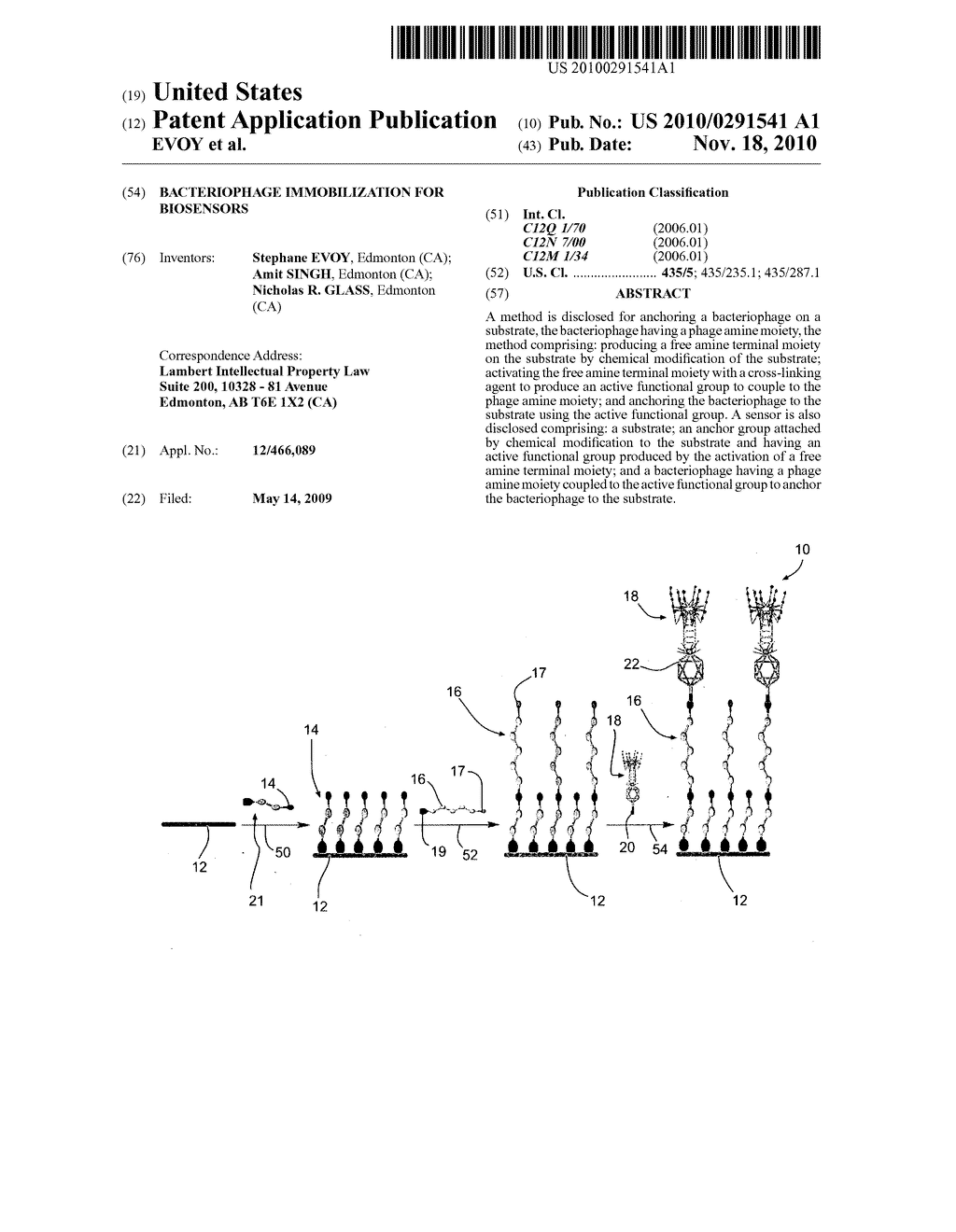 BACTERIOPHAGE IMMOBILIZATION FOR BIOSENSORS - diagram, schematic, and image 01