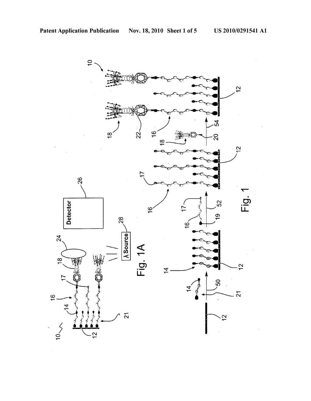 BACTERIOPHAGE IMMOBILIZATION FOR BIOSENSORS - diagram, schematic, and image 02