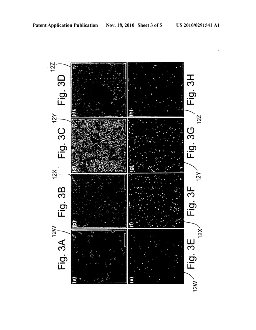 BACTERIOPHAGE IMMOBILIZATION FOR BIOSENSORS - diagram, schematic, and image 04