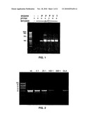 THERMOSTABLE DNA POLYMERASES AND METHODS OF USE diagram and image