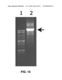 THERMOSTABLE DNA POLYMERASES AND METHODS OF USE diagram and image