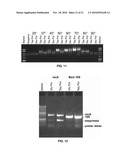 THERMOSTABLE DNA POLYMERASES AND METHODS OF USE diagram and image