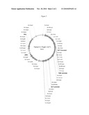 YEAST STRAINS AND METHODS OF MAKING AND USING SUCH YEAST STRAINS diagram and image