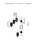 ALTERNATIVE EXPORT PATHWAYS FOR VECTOR EXPRESSED RNA INTERFERENCE diagram and image