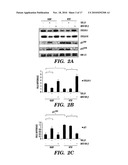 COMPOSITIONS AND METHODS FOR INHIBITING OR REVERSING FIBROTIC DISORDERS diagram and image