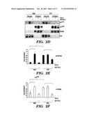 COMPOSITIONS AND METHODS FOR INHIBITING OR REVERSING FIBROTIC DISORDERS diagram and image