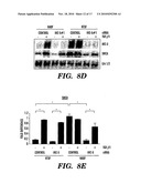 COMPOSITIONS AND METHODS FOR INHIBITING OR REVERSING FIBROTIC DISORDERS diagram and image