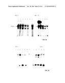 Compositions And Methods For The Treatment Of Muscular Dystrophy diagram and image