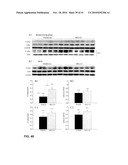 Compositions And Methods For The Treatment Of Muscular Dystrophy diagram and image