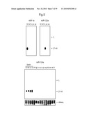 MICRORNA MOLECULES diagram and image