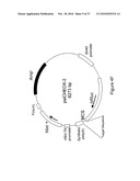 MICRO-RNA SCAFFOLDS AND NON-NATURALLY OCCURRING MICRO-RNAS diagram and image