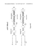 MICRO-RNA SCAFFOLDS AND NON-NATURALLY OCCURRING MICRO-RNAS diagram and image