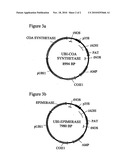 METHOD OF SELECTIVELY PRODUCING MALE OR FEMALE STERILE PLANTS diagram and image