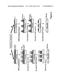 Identification features diagram and image