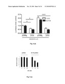 PROMOTER INDUCIBLE BY REACTIVE OXYGEN SPECIES AND VECTOR COMPRISING THE SAME diagram and image