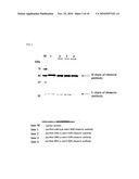 ANTIBODY HAVING ENHANCED ADCC ACTIVITY AND METHOD FOR PRODUCTION THEREOF diagram and image
