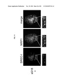 INDUCED INTERNALIZATION OF SURFACE RECEPTORS diagram and image