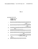 HUMAN MONOCLONAL ANTIBODIES TO FUCOSYL-GM1 AND METHODS FOR USING ANTI-FUCOSYL-GM1 diagram and image