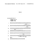 HUMAN MONOCLONAL ANTIBODIES TO FUCOSYL-GM1 AND METHODS FOR USING ANTI-FUCOSYL-GM1 diagram and image