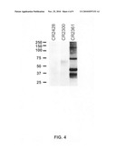 Binding molecules for treatment and detection of cancer diagram and image