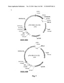 LENTIVIRAL GENE TRANSFER VECTORS AND THEIR MEDICINAL APPLICATIONS diagram and image