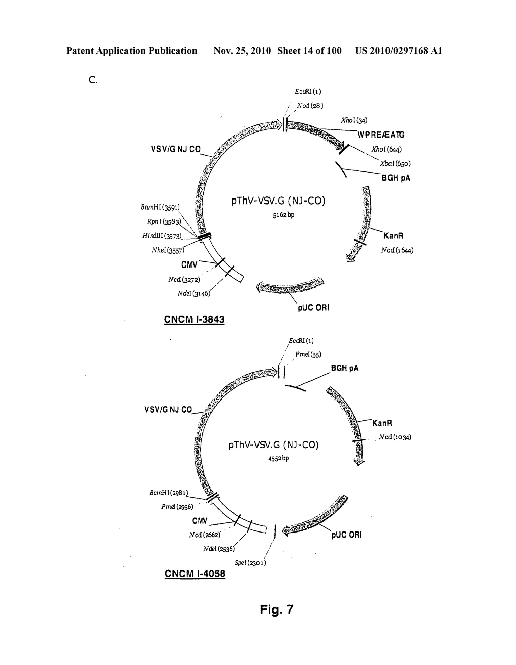 LENTIVIRAL GENE TRANSFER VECTORS AND THEIR MEDICINAL APPLICATIONS - diagram, schematic, and image 15