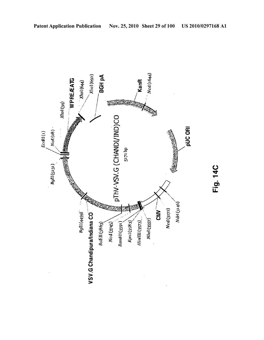 LENTIVIRAL GENE TRANSFER VECTORS AND THEIR MEDICINAL APPLICATIONS - diagram, schematic, and image 30