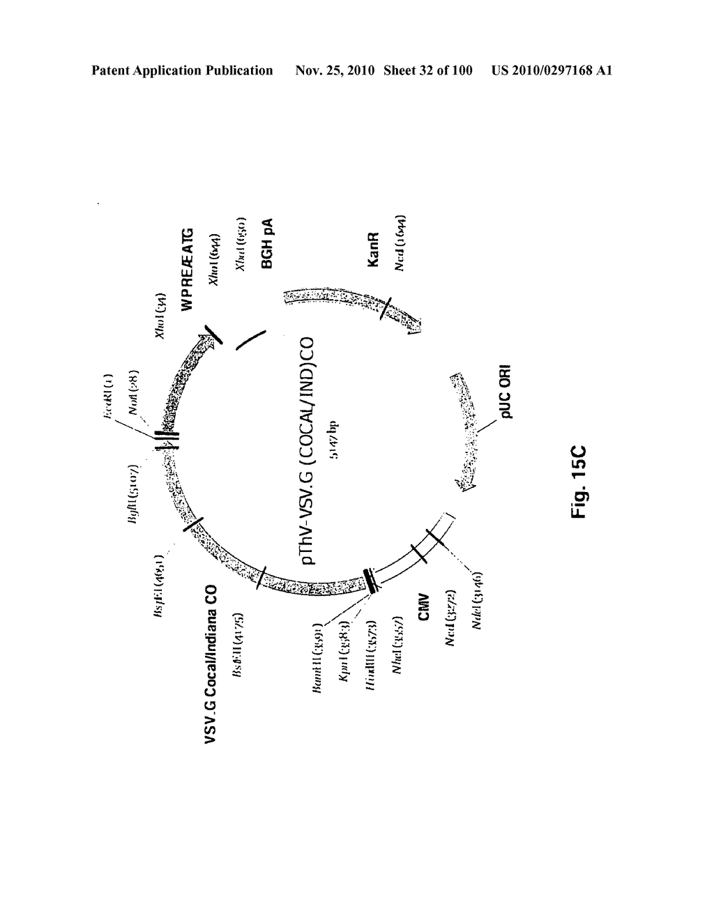 LENTIVIRAL GENE TRANSFER VECTORS AND THEIR MEDICINAL APPLICATIONS - diagram, schematic, and image 33