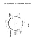 LENTIVIRAL GENE TRANSFER VECTORS AND THEIR MEDICINAL APPLICATIONS diagram and image