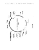 LENTIVIRAL GENE TRANSFER VECTORS AND THEIR MEDICINAL APPLICATIONS diagram and image