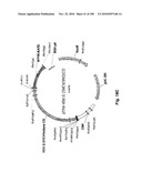 LENTIVIRAL GENE TRANSFER VECTORS AND THEIR MEDICINAL APPLICATIONS diagram and image