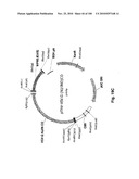 LENTIVIRAL GENE TRANSFER VECTORS AND THEIR MEDICINAL APPLICATIONS diagram and image