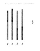 LENTIVIRAL GENE TRANSFER VECTORS AND THEIR MEDICINAL APPLICATIONS diagram and image