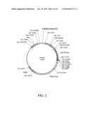 DEVELOPMENT OF A PREVENTIVE VACCINE FOR FILOVIRUS INFECTION IN PRIMATES diagram and image