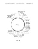 DEVELOPMENT OF A PREVENTIVE VACCINE FOR FILOVIRUS INFECTION IN PRIMATES diagram and image