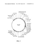 DEVELOPMENT OF A PREVENTIVE VACCINE FOR FILOVIRUS INFECTION IN PRIMATES diagram and image